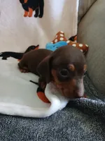 Savage, a male Miniature Dachshund for sale in Rainbow City, AL – 3 of 10