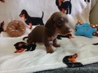 Gage , a male Miniature Dachshund for sale in Rainbow City, AL – 7 of 10