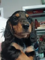 Jackson - Long hair, a male Miniature Dachshund for sale in Rainbow City, AL – 9 of 10