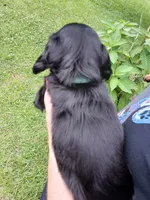 Jackson - Long hair, a male Miniature Dachshund for sale in Rainbow City, AL – 2 of 10