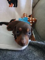 Savage, a male Miniature Dachshund for sale in Rainbow City, AL – 4 of 10