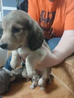 Ellie AKC female, a female Miniature Dachshund for sale in Rainbow City, AL – 7 of 10