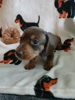 Colt, a male Miniature Dachshund for sale in Rainbow City, AL – 1 of 9