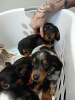 Tilly - long hair, a female Miniature Dachshund for sale in Rainbow City, AL – 8 of 8