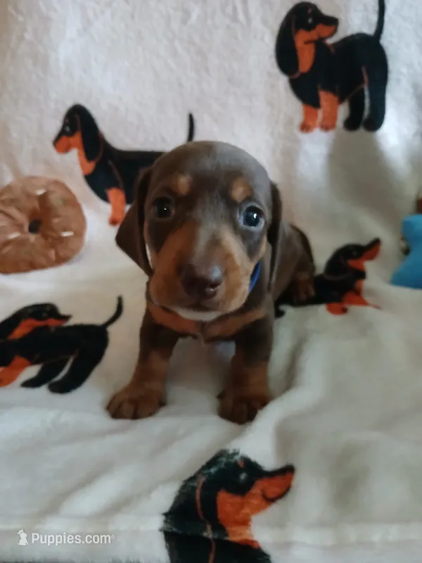 Colter – Miniature Dachshund puppy for sale in Rainbow City, AL