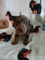 Colt, a male Miniature Dachshund for sale in Rainbow City, AL – 4 of 9