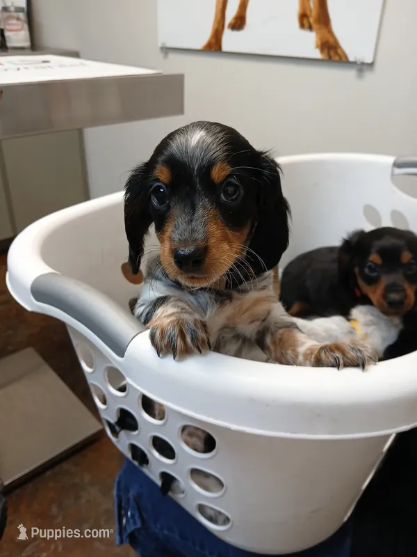 Tilly - long hair – Miniature Dachshund puppy for sale in Rainbow City, AL
