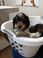 Tilly - long hair, a female Miniature Dachshund for sale in Rainbow City, AL – 7 of 8