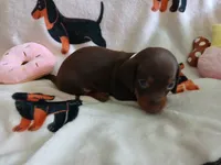 Remy, a female Miniature Dachshund for sale in Rainbow City, AL – 4 of 10