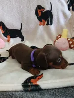 Kimber, a female Miniature Dachshund for sale in Rainbow City, AL – 10 of 10