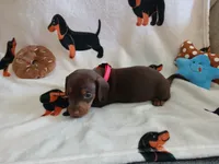 Gunner, a male Miniature Dachshund for sale in Rainbow City, AL – 5 of 10