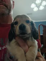 Sawyer AKC male, a male Miniature Dachshund for sale in Rainbow City, AL – 8 of 9