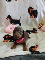 Winnie the Runt, a female Miniature Dachshund for sale in Rainbow City, AL – 2 of 10