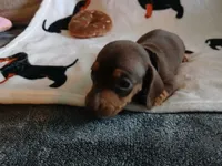 Savage, a male Miniature Dachshund for sale in Rainbow City, AL – 10 of 10