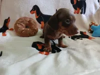Gage , a male Miniature Dachshund for sale in Rainbow City, AL – 4 of 10