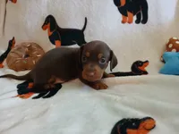Gunner, a male Miniature Dachshund for sale in Rainbow City, AL – 2 of 10