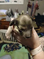 Clyde, a male Miniature Dachshund for sale in Rainbow City, AL – 3 of 5