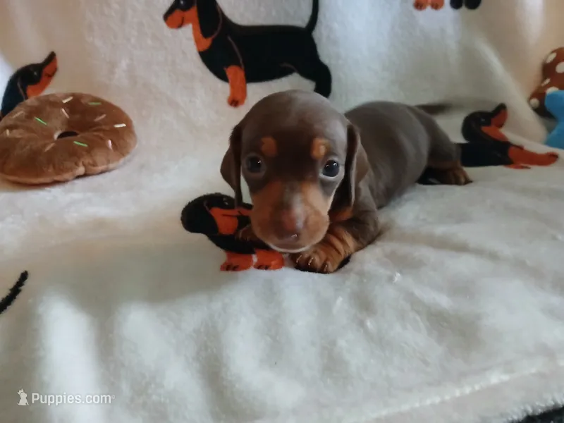 Savage – Miniature Dachshund puppy for sale in Rainbow City, AL