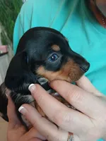 Rosabella , a female Miniature Dachshund for sale in Rainbow City, AL – Photo 5 of 10