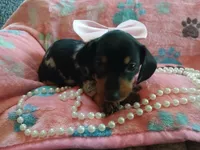 Rosabella , a female Miniature Dachshund for sale in Rainbow City, AL – Photo 2 of 10