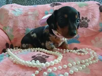 Rosabella , a female Miniature Dachshund for sale in Rainbow City, AL – Photo 7 of 10
