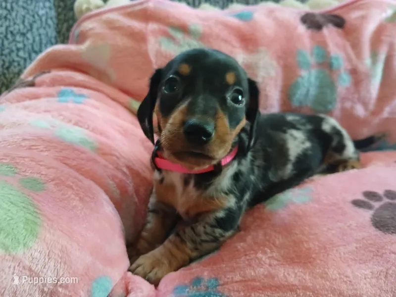 Rosabella  – Miniature Dachshund puppy for sale in Rainbow City, AL