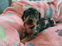 Rosabella , a female Miniature Dachshund for sale in Rainbow City, AL – Photo 1 of 10