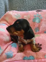Rosabella , a female Miniature Dachshund for sale in Rainbow City, AL – Photo 4 of 10