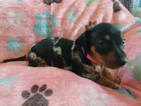 Rosabella , a female Miniature Dachshund for sale in Rainbow City, AL – Photo 8 of 10