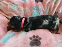 Rosabella , a female Miniature Dachshund for sale in Rainbow City, AL – Photo 9 of 10