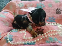 Rosabella , a female Miniature Dachshund for sale in Rainbow City, AL – Photo 6 of 10