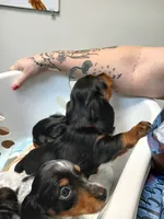 Jackson - Long hair, a male Miniature Dachshund for sale in Rainbow City, AL – 5 of 10
