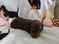 Kimber, a female Miniature Dachshund for sale in Rainbow City, AL – 8 of 10