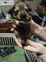 Bonnie, a female Miniature Dachshund for sale in Rainbow City, AL – 2 of 5