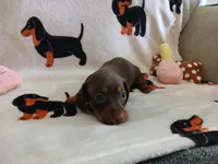 Kimber, a female Miniature Dachshund for sale in Rainbow City, AL – 9 of 10