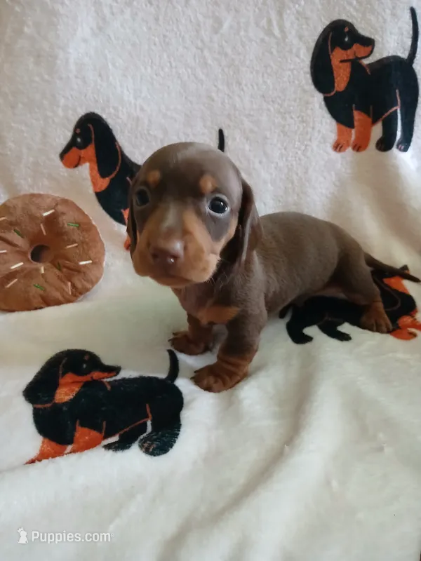 Gage , a male Miniature Dachshund for sale in Rainbow City, AL – 1 of 10