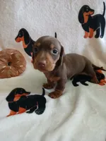 Gage , a male Miniature Dachshund for sale in Rainbow City, AL – 1 of 10