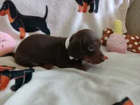 Remy, a female Miniature Dachshund for sale in Rainbow City, AL – 1 of 10