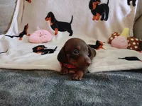 Winnie the Runt, a female Miniature Dachshund for sale in Rainbow City, AL – 9 of 10