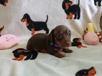 Kimber, a female Miniature Dachshund for sale in Rainbow City, AL – 4 of 10