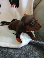 Savage, a male Miniature Dachshund for sale in Rainbow City, AL – 5 of 10