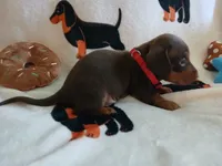Gunner, a male Miniature Dachshund for sale in Rainbow City, AL – 4 of 10