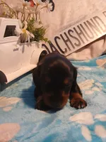 Jackson - Long hair, a male Miniature Dachshund for sale in Rainbow City, AL – 3 of 10