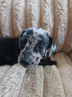 Ozzy, a male Miniature Dachshund for sale in Rainbow City, AL – Photo 7 of 10
