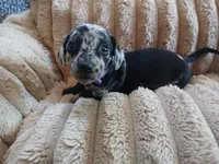 Ozzy, a male Miniature Dachshund for sale in Rainbow City, AL – Photo 8 of 10