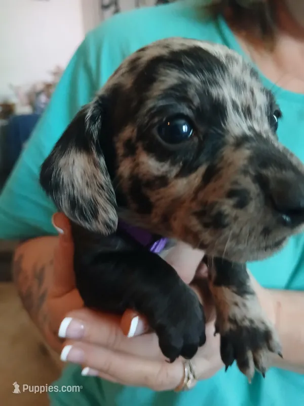 Ozzy – Miniature Dachshund puppy for sale in Rainbow City, AL