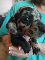 Ozzy, a male Miniature Dachshund for sale in Rainbow City, AL – Photo 1 of 10