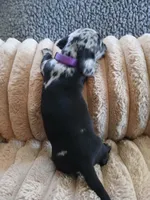 Ozzy, a male Miniature Dachshund for sale in Rainbow City, AL – Photo 10 of 10