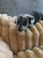 Ozzy, a male Miniature Dachshund for sale in Rainbow City, AL – Photo 5 of 10