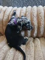 Ozzy, a male Miniature Dachshund for sale in Rainbow City, AL – Photo 3 of 10